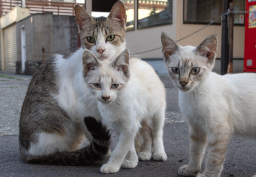 ミケ猫ページ シナダグローバル】 もちねこ Lサイズ ミケ 【ねこ】 - 【ぷちぽ