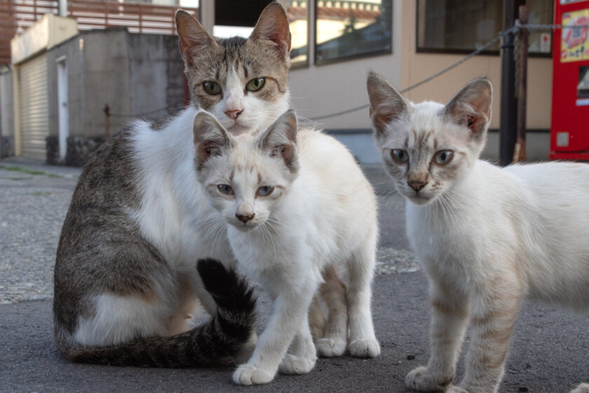 会津若松市の猫