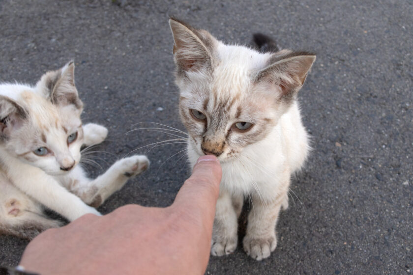 会津若松市の猫