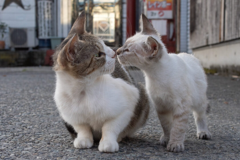 会津若松市の猫