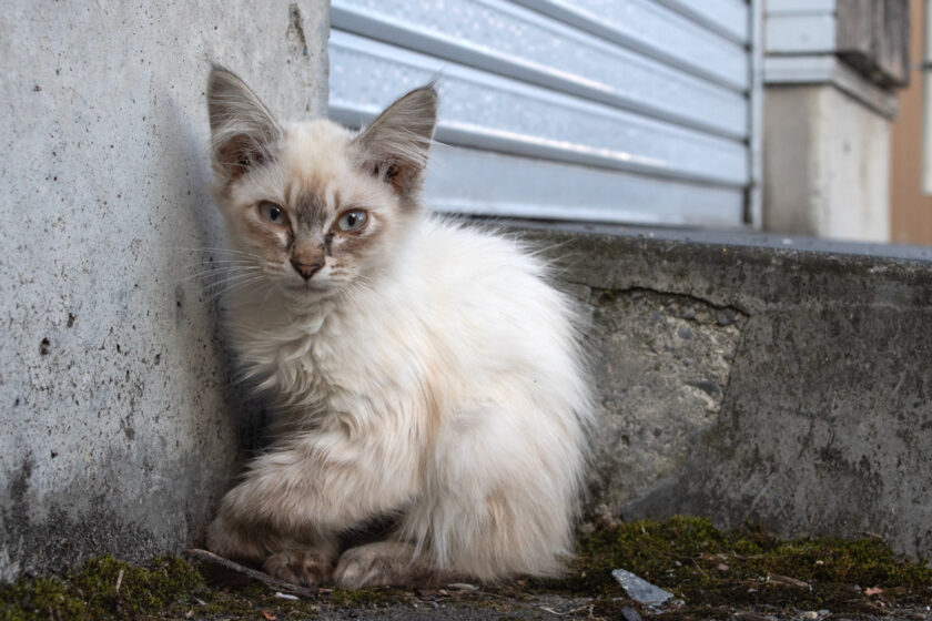 会津若松市の猫