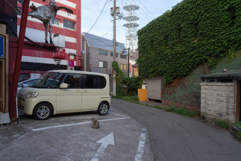 会津若松市の猫