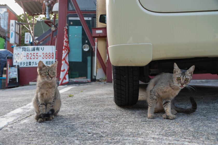 会津若松市の猫