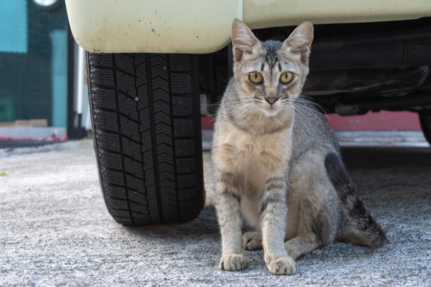 会津若松市の猫