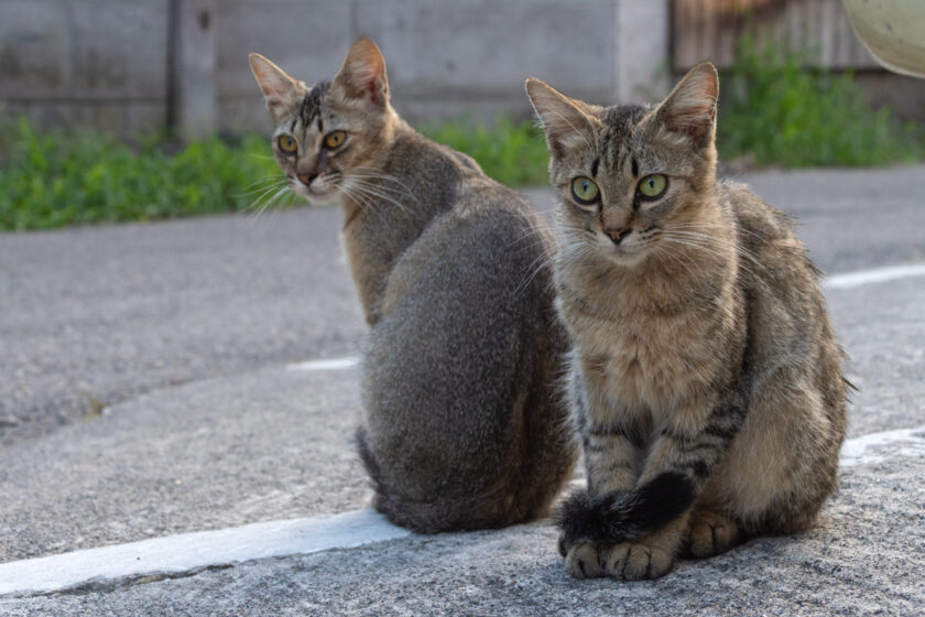 会津若松市の猫