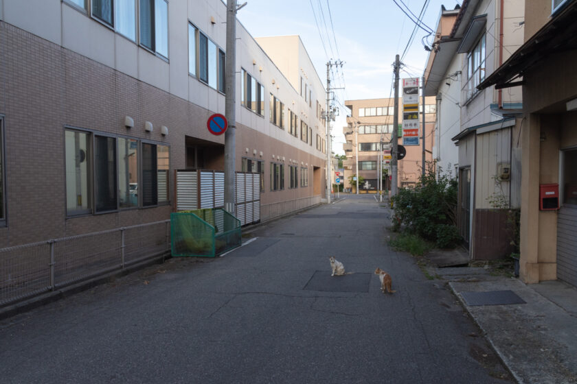 会津若松市の猫