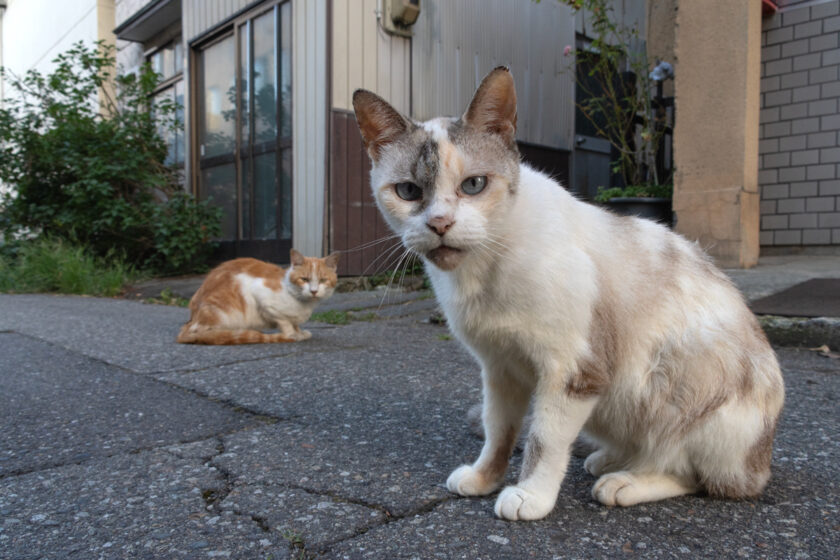 会津若松市の猫