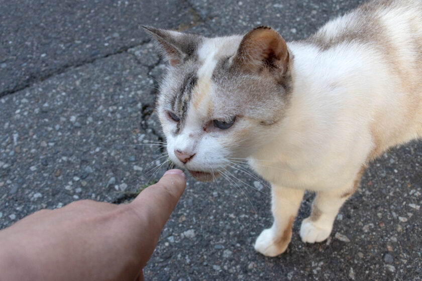 会津若松市の猫