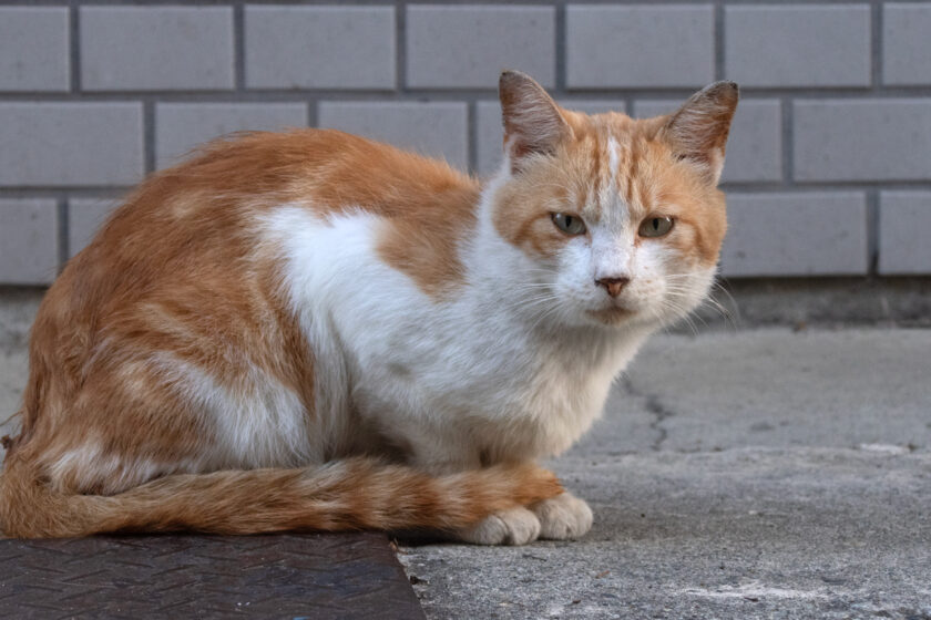 会津若松市の猫