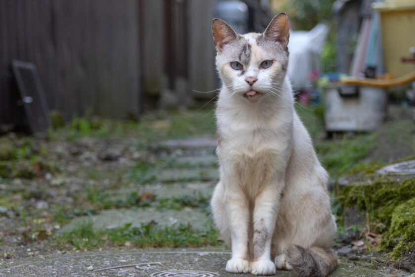 会津若松市の猫