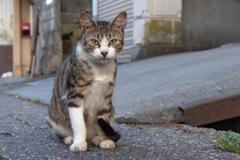 会津若松市の猫