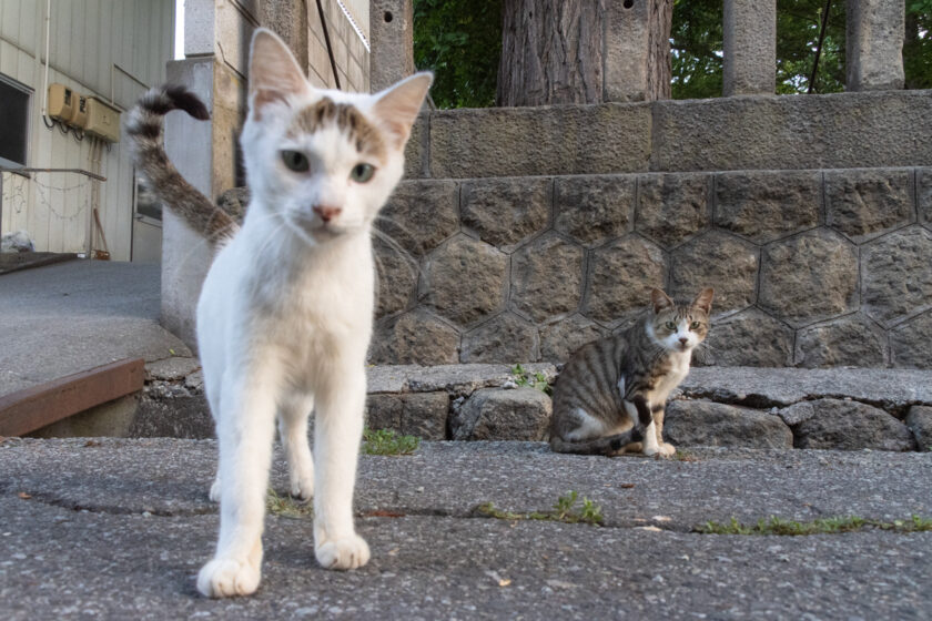 会津若松市の猫