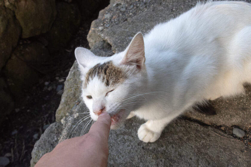会津若松市の猫