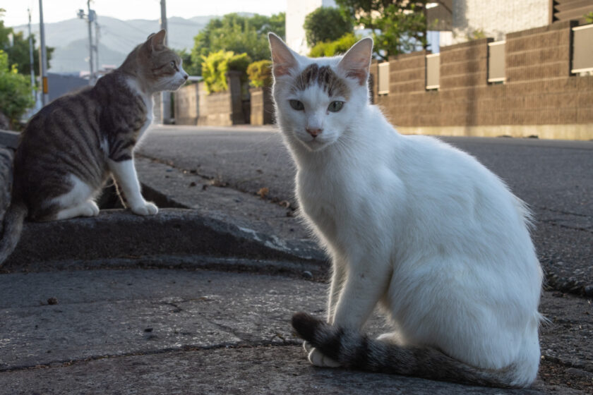 会津若松市の猫