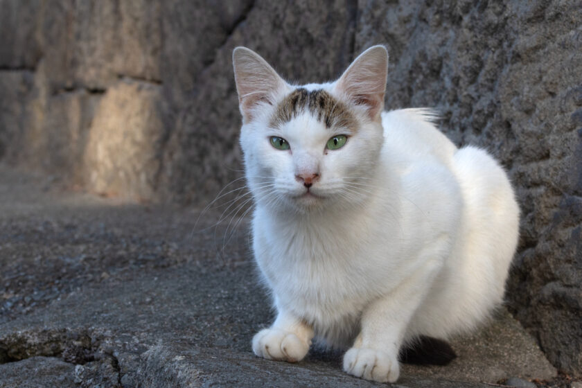 会津若松市の猫