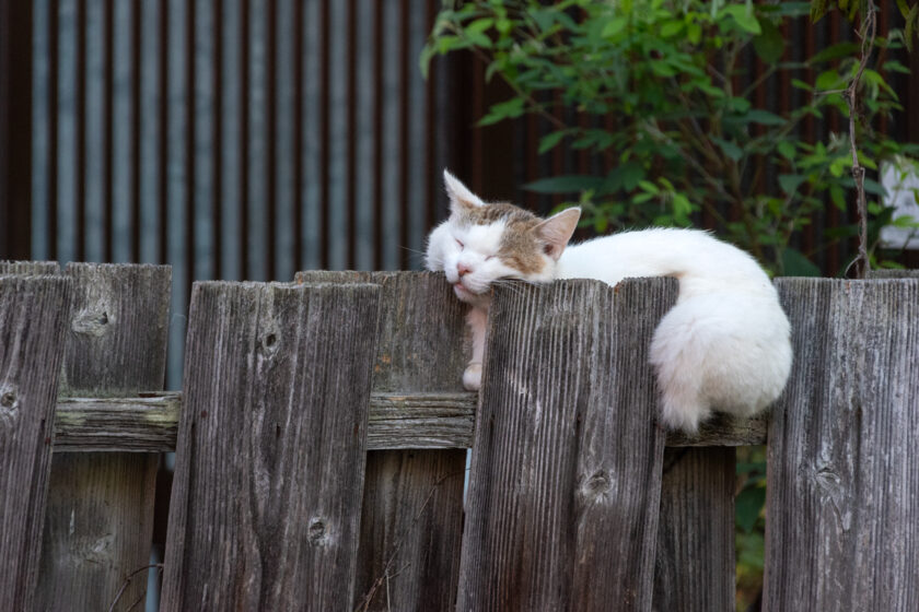 会津若松市の猫