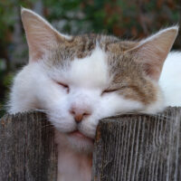 会津若松市の猫