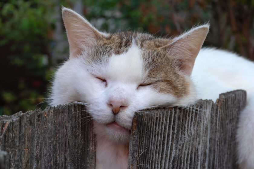 会津若松市の猫