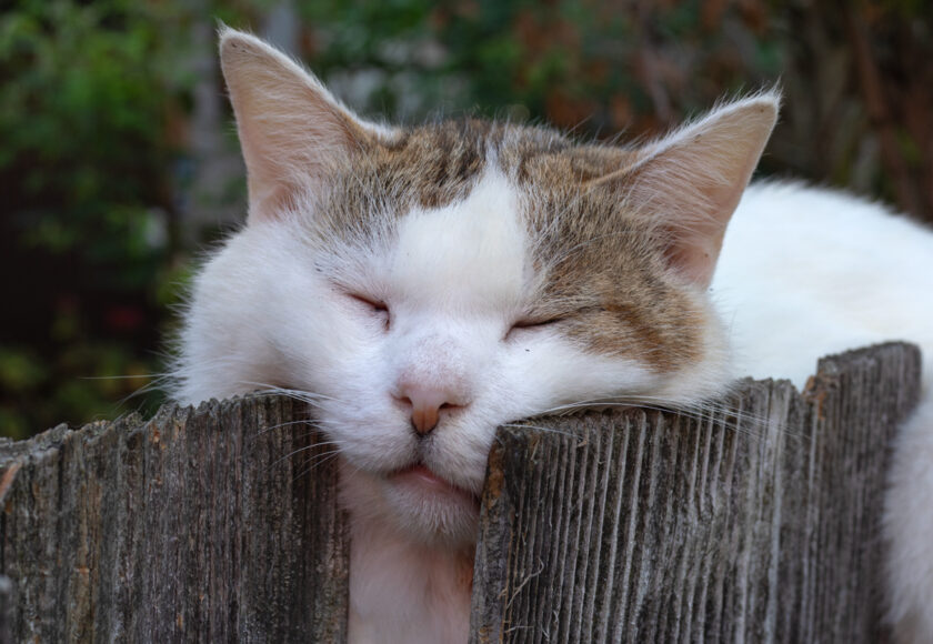 会津若松市の猫