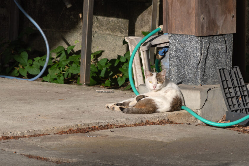 会津若松市の猫