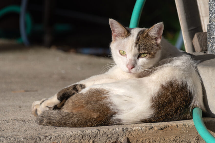 会津若松市の猫