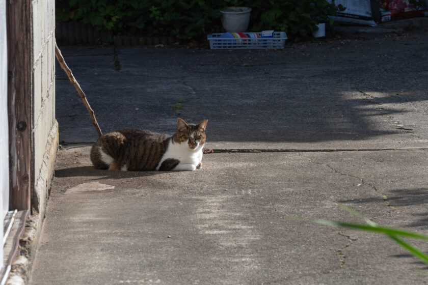 会津若松市の猫