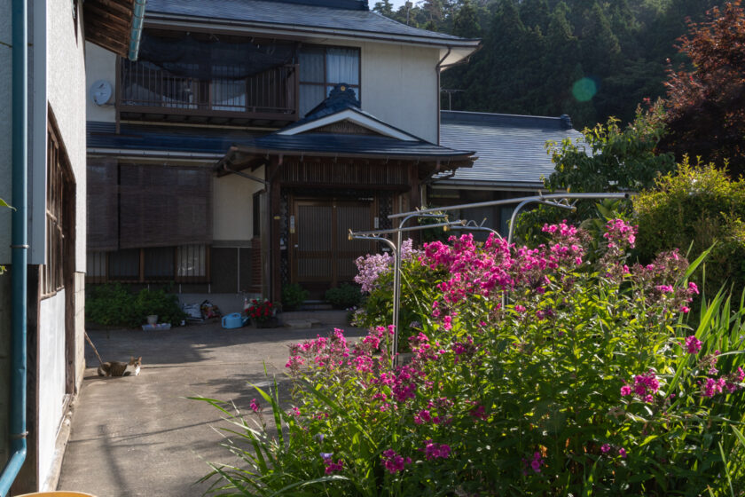 会津若松市の猫