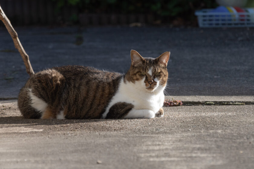 会津若松市の猫