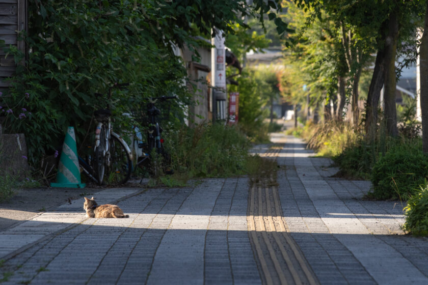 会津若松市の猫