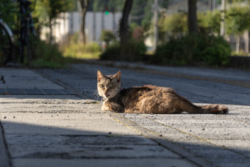 会津若松市の猫