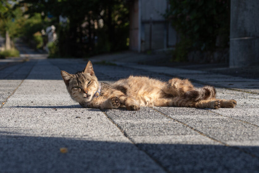 会津若松市の猫