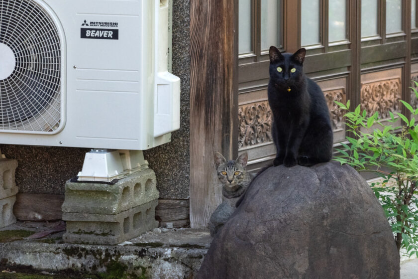 会津若松市の猫