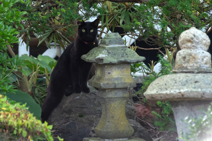 会津若松市の猫