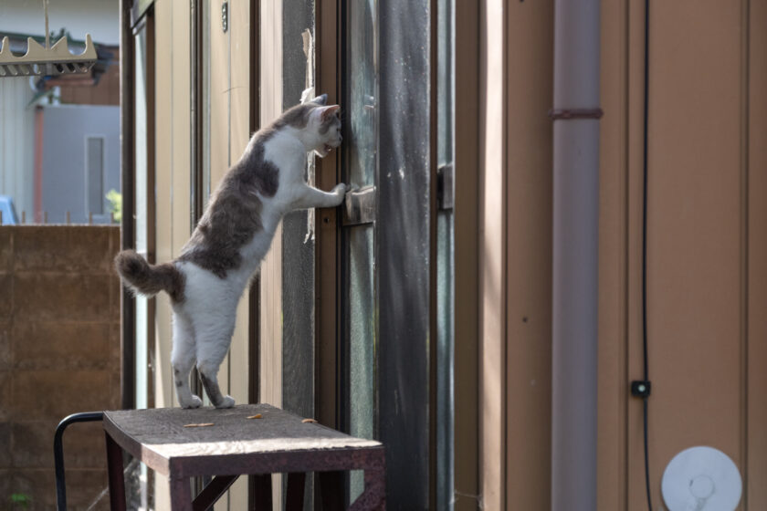 蔵王町の猫