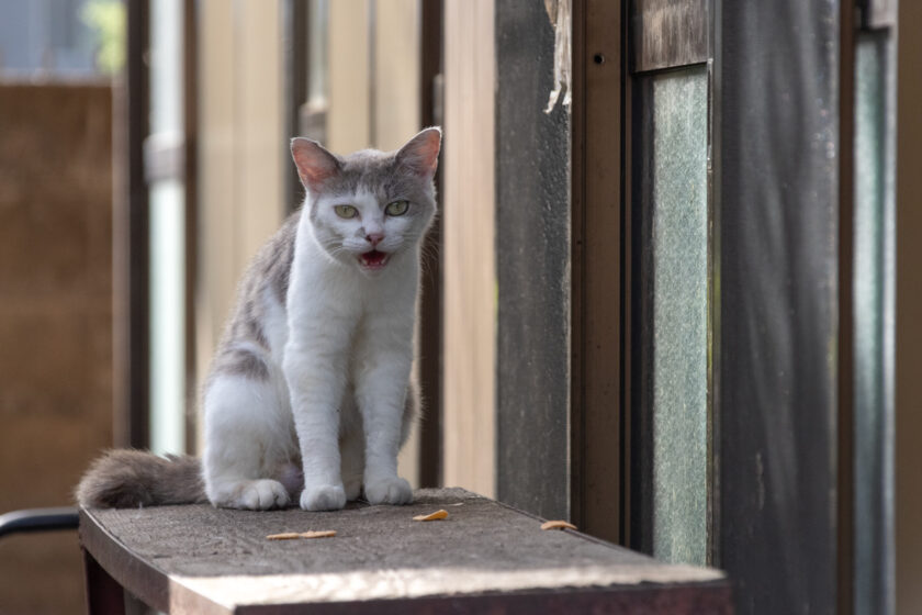 蔵王町の猫