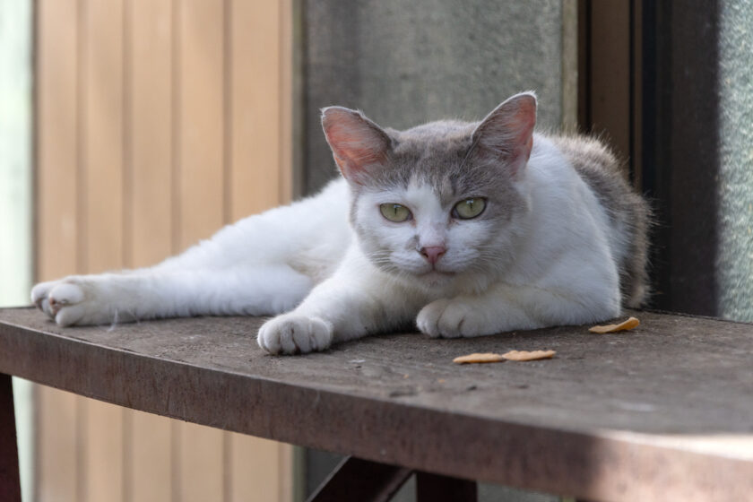蔵王町の猫