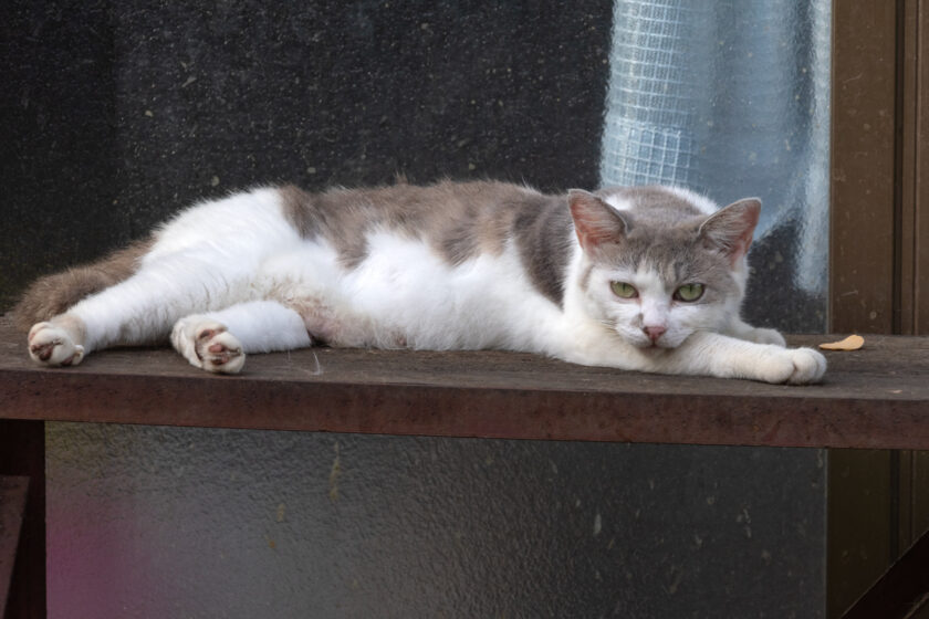 蔵王町の猫