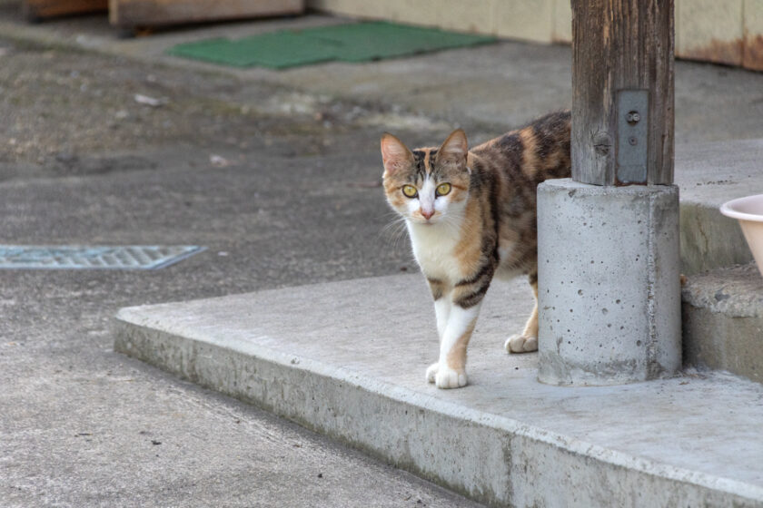 蔵王町の猫