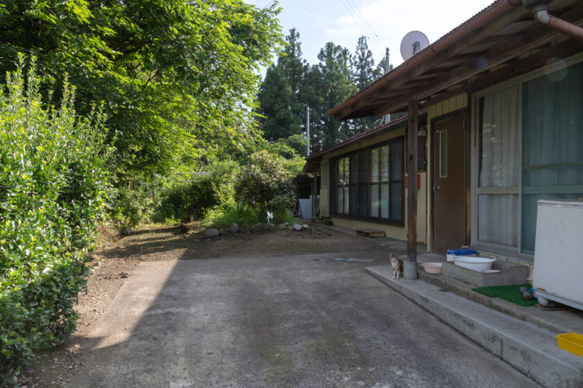 蔵王町の猫