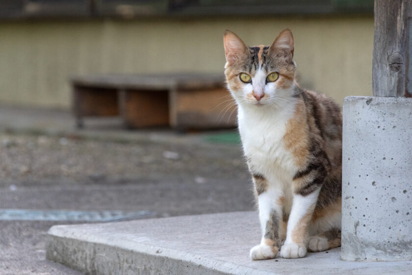蔵王町の猫