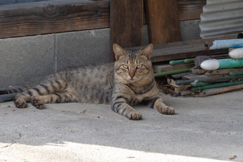 蔵王町の猫