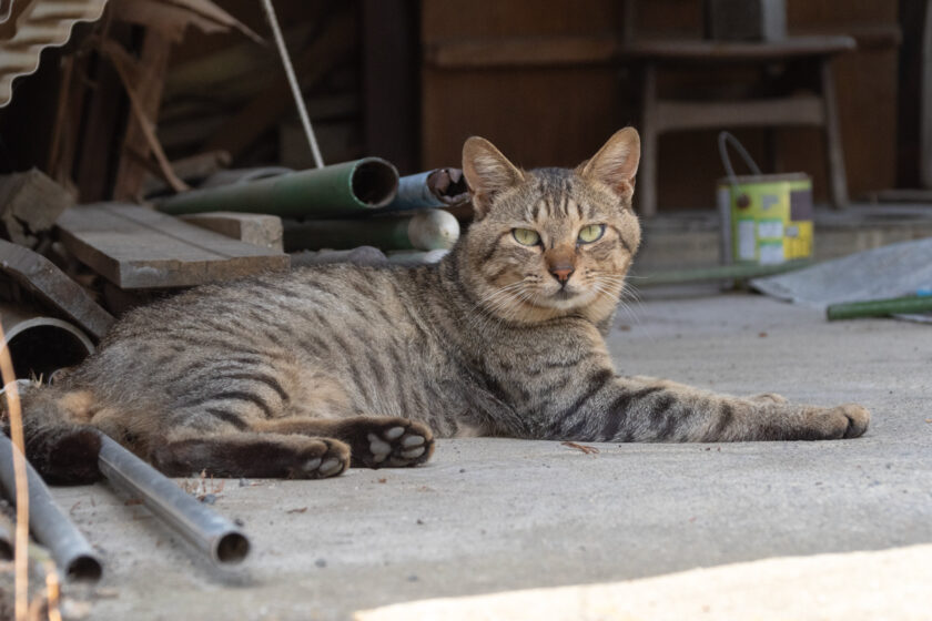 蔵王町の猫