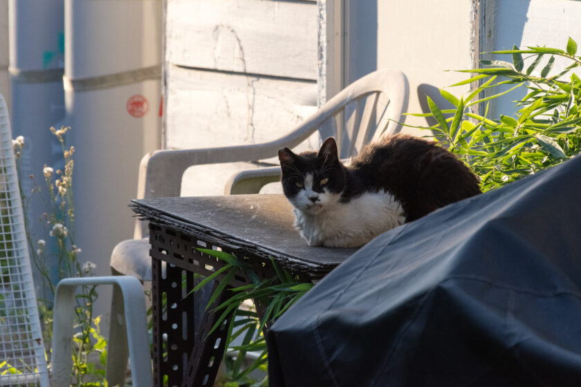 昭島市の猫