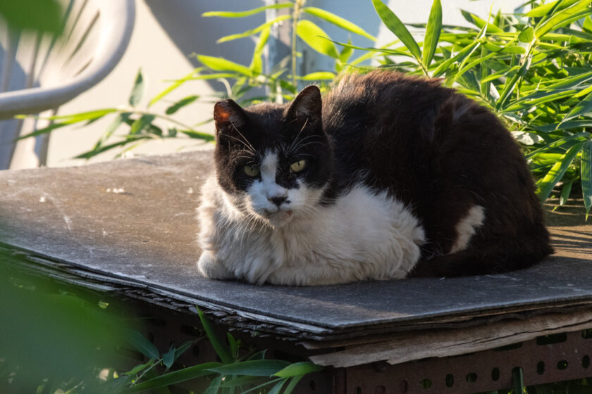 昭島市の猫