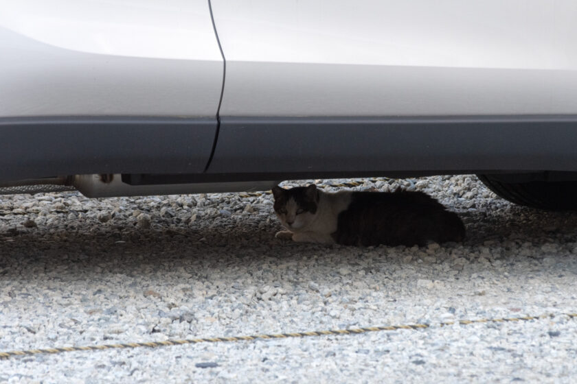 昭島市の猫