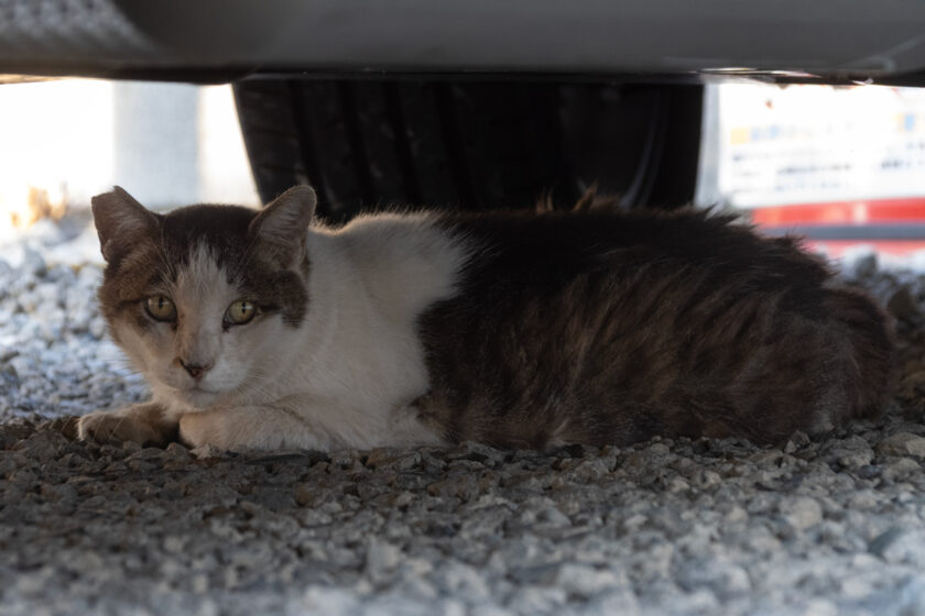 昭島市の猫