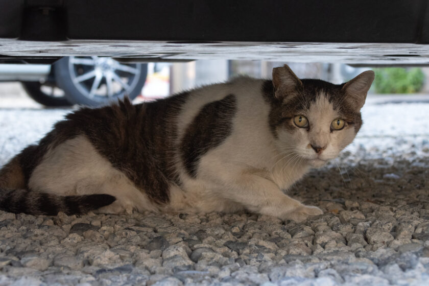 昭島市の猫