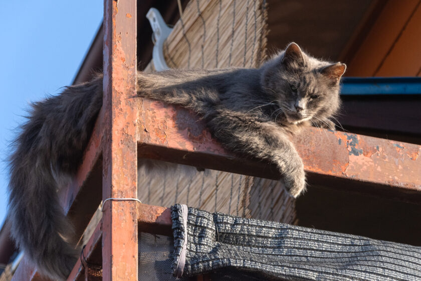 昭島市の猫