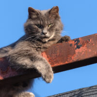 昭島市の猫
