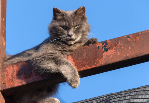 昭島市の猫